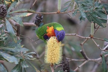 Rainbow Lorikeet, Queensland, Australia by Frank Fichtmüller