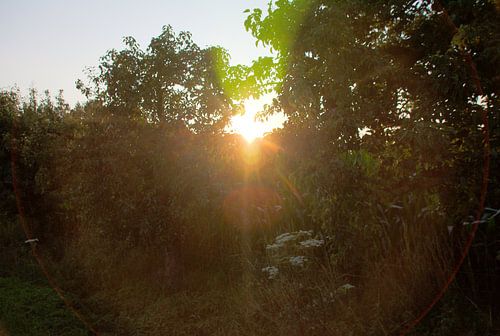 De ondergaande zon in de Overbetuwe