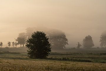 Morgenstunde mit Nebel und Sonnenaufgang auf der Insel Rügen, Mecklenburg-Vorpommern, Deutschland