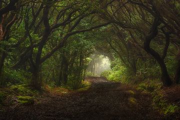 In the cloudy forest - Beautiful Tenerife by Rolf Schnepp