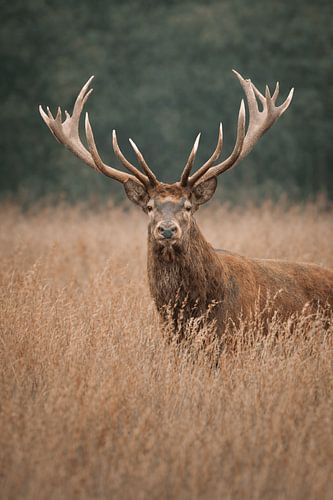 Majestic Red Deer in Golden Grass – Serene Wildlife Portrait with Impressive Antlers