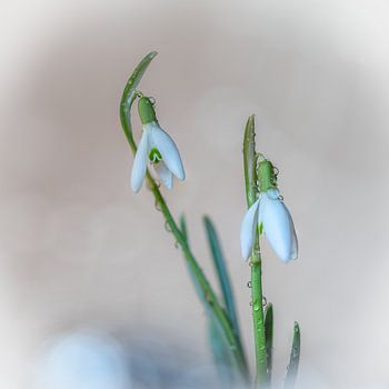 Snowdrops