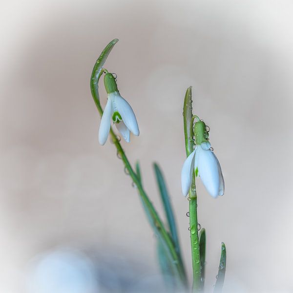 Schneeglöckchen von Nicolette Eekhof