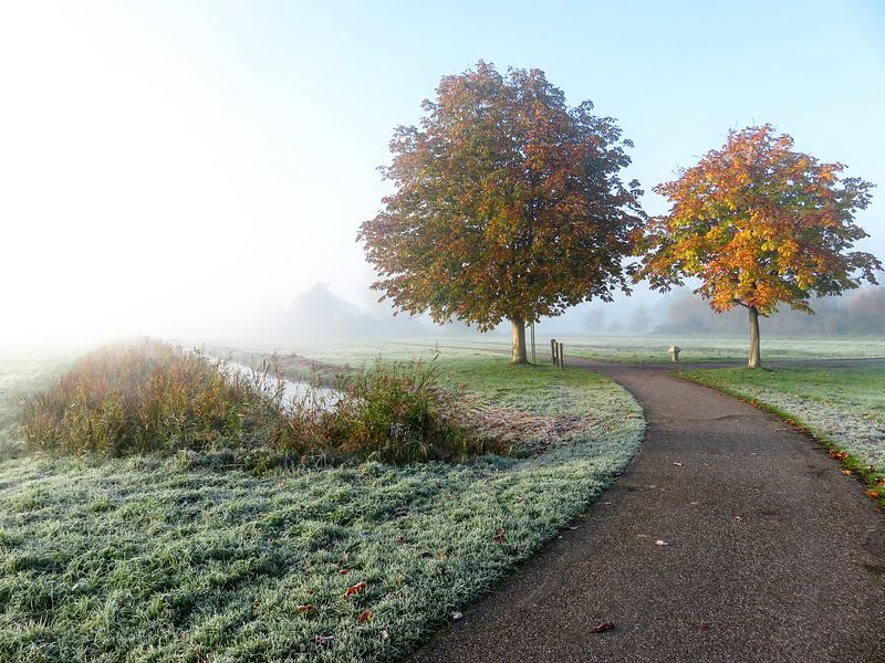 Reeuwijkse hout van Dennis de Wit