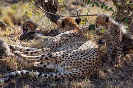 Tred cub by Peter Michel