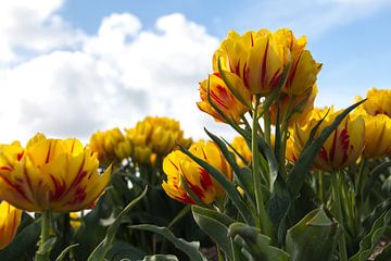 Gele tulpen van Esther van Lottum-Heringa