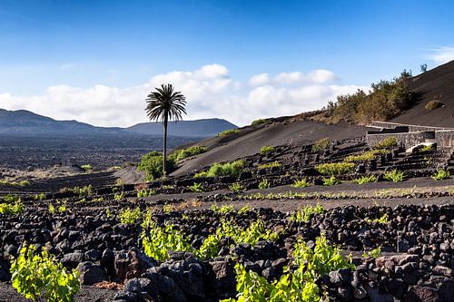 Lanzarote - La Geria