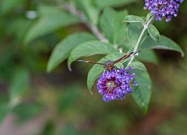 Le Vulcain prêt à décoller sur Ingrid Aanen