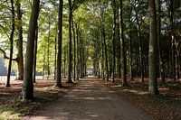 Bosweg in de herfst