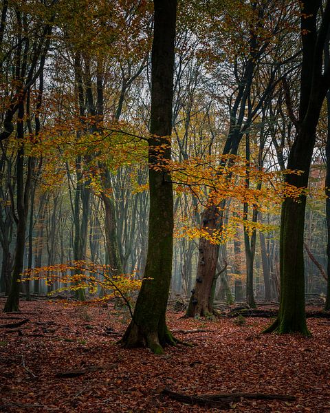 Speulderbos - 2 von Nuance Beeld