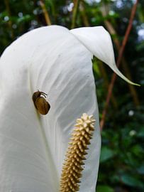 Kleine slak op een Flamingobloem von Petra Dielman
