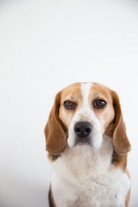 Beagle Joris van Janine Bekker Photography