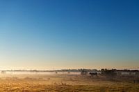cows in the polder