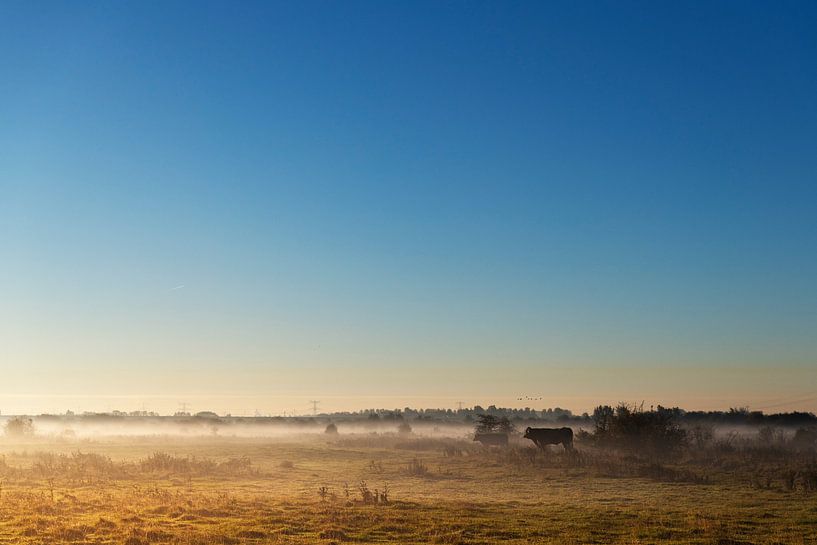 koeien in de polder van Liefs van Peet