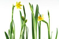 Daffodils