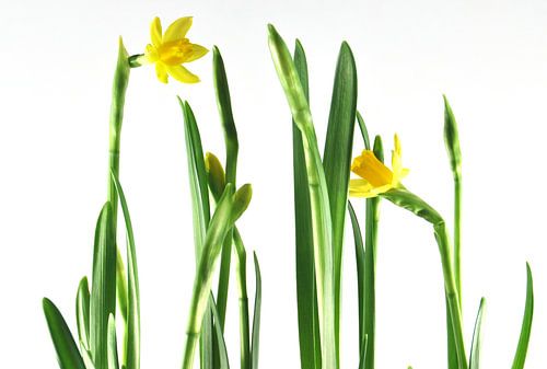 Narcissen von Monique van Waterschoot