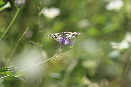 i see you by Patrick van beek76