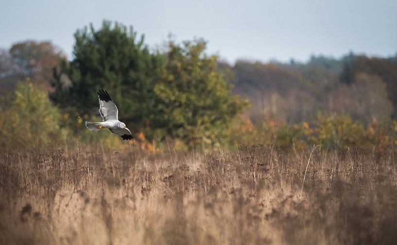Hen harrier by Danny Slijfer Natuurfotografie