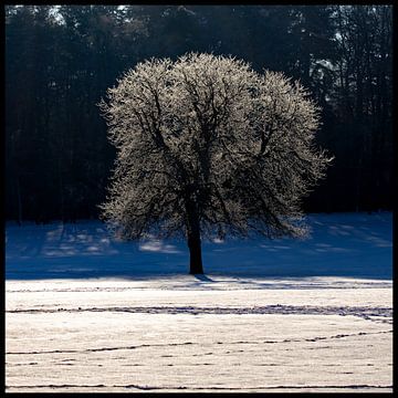 Winterboom in de sneeuw