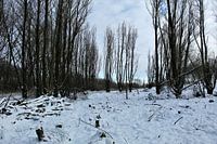 La forêt dans la neige