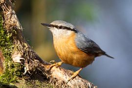 Nuthatch sur Dirk Rüter