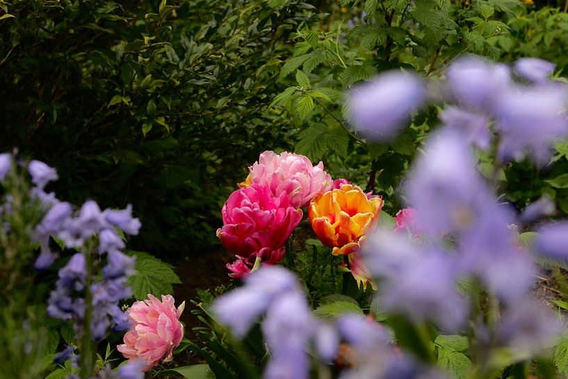 Frühlingsblüte von Bas Nieuwenhuijsen
