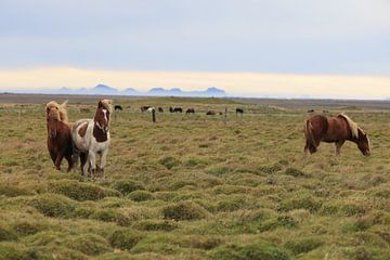 IJslandse paarden in een weide van Frank Fichtmüller