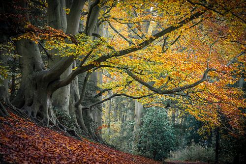 Forest in autumn by Dirk van Egmond