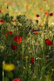 Caché parmi les coquelicots sur Wolbert Erich
