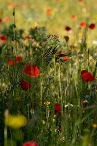Hidden amongst the poppies