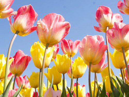 Yellow and pink tulips against a blue sky