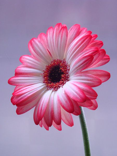 Gerbera van Jonathan Kremer