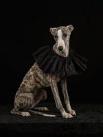 Whippet avec collier noir