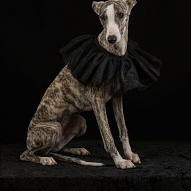 Whippet with black collar by Laura Loeve