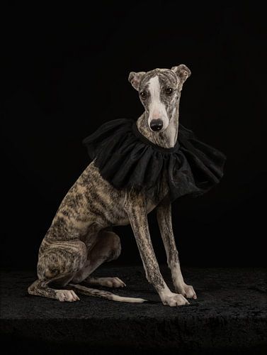 Whippet mit schwarzem Halsband