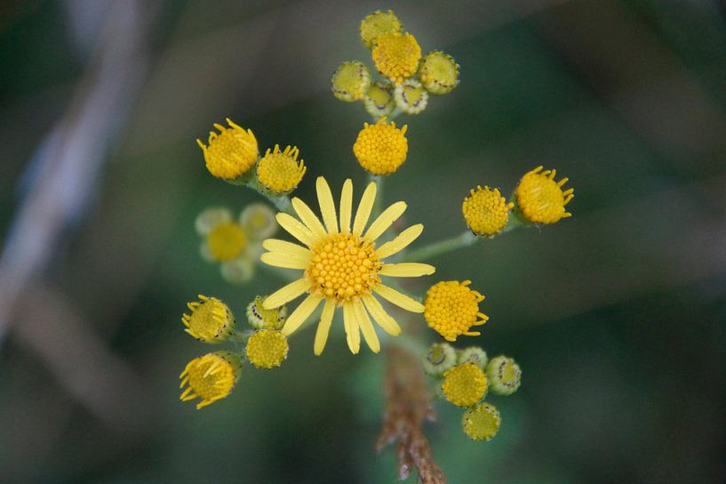 yellow splendour from above photographed macro photography by wil spijker