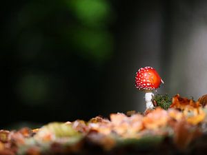 Petit agaric tue-mouches dans la forêt