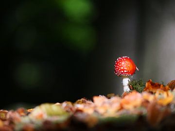 Petit agaric tue-mouches dans la forêt sur Judith van Wijk