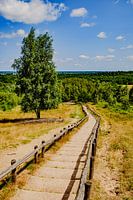Treppe zum Aussichtspunkt im Naturreservat Kwintelooijen