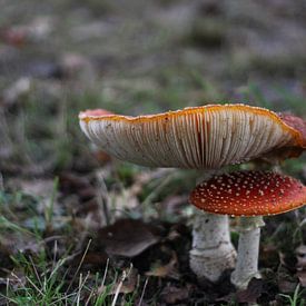 Roter Champignon von Chantal Elsinga