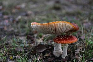 Rode paddenstoel van Chantal Elsinga