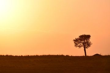 Einsamer Baum in der Masai Mara in Kenia