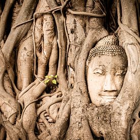 Kopf von Buddha in Baum verschmolzen von Lisanne de Beun