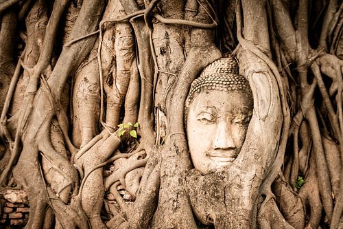 Kopf von Buddha in Baum verschmolzen