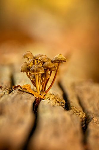Champignons sur une souche d'arbre