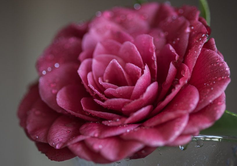 Camellia japonica by Ingrid van Wolferen