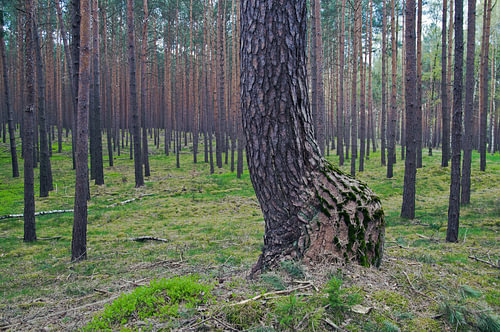 Sprookjesachtig dennenbos in het district Barnim, 