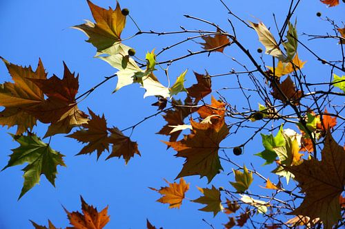 Takken met herfstkleuren