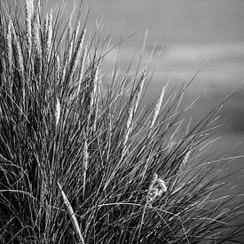 dune grass by Stephanie Prozee