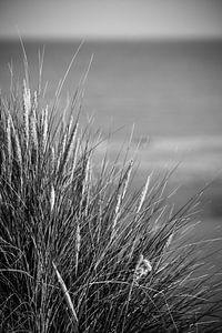 dune grass by Stephanie Prozee